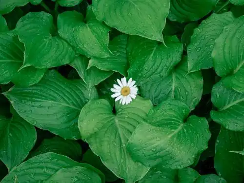 绿叶中一朵小雏菊 叶子