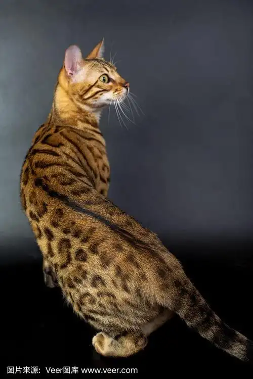 孟加拉猫在工作室的黑色背景,孤立,明亮的斑点猫