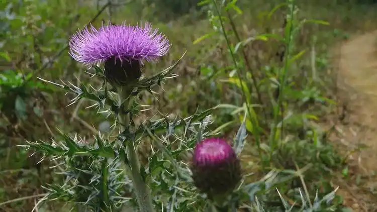 农村一种植物"将军草",是农民喜欢的野菜,凉血止血,味道好
