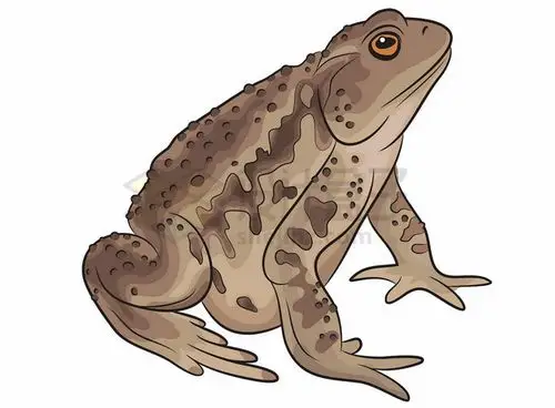 手绘风格可爱蟾蜍癞蛤蟆png图片素材