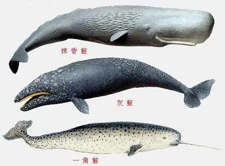 鲸并不权属于鱼类.鲸属于哺乳动物类.