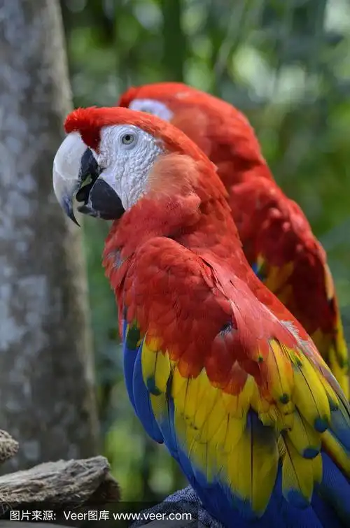 两只猩红色金刚鹦鹉的侧面肖像