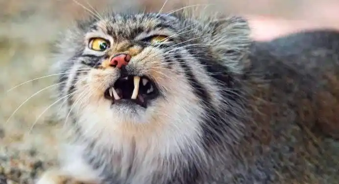 原创猫界中的哥斯拉世界上最为凶残的猫别被它的外表蒙蔽