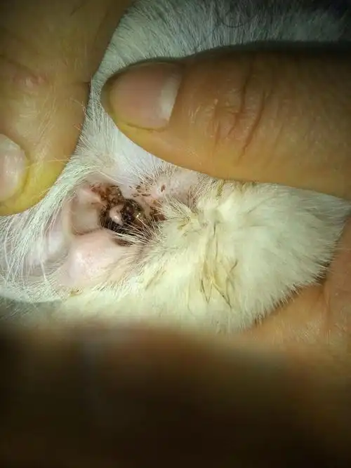 猫咪的耳朵里有黑色污垢,有点臭,是耳螨么