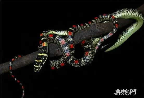 飞蛇金花蛇资料图片品种简介