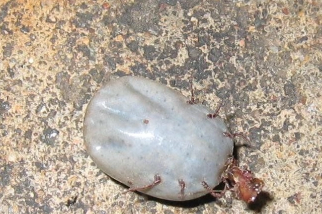 据这位老人透露,牛虱是一种害虫,它能够传播疾病,寄生在牛的身体上