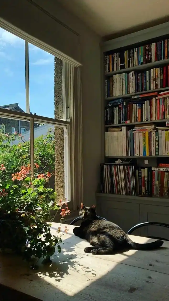 午后慵懒的阳光#治愈 #壁纸 #猫咪的日常 #午后 #惬意时 - 抖音