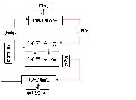 person eight[循环系统]