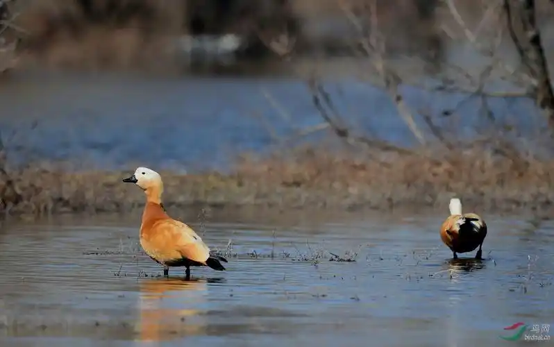 野鸭湖半日收获12种鸟