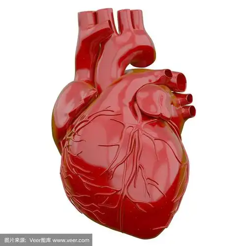 心脏的3d渲染图