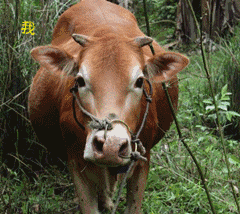母牛进地毁庄稼 将牛扣留讨说法