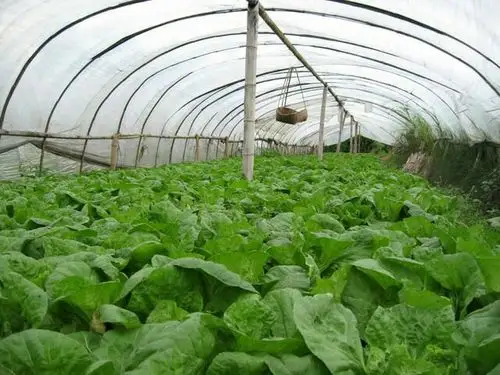 大棚蔬菜:"倒春寒"这么防高产又高效