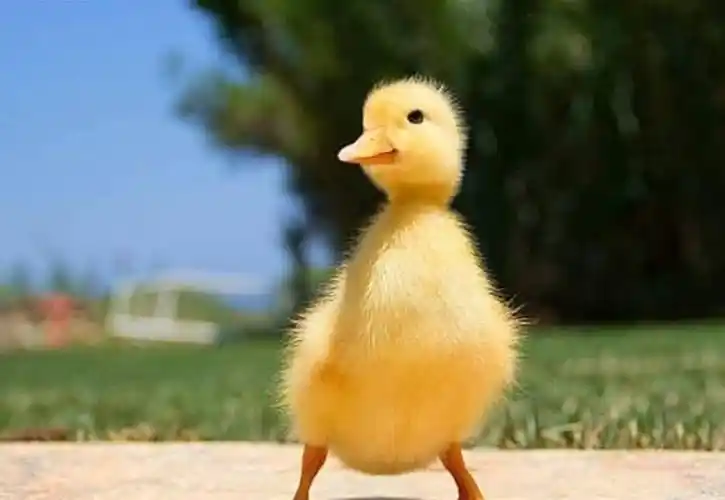 一组元气满满的小鸭子照片,充满活力与搞笑,原来它们都是表情包_宠物