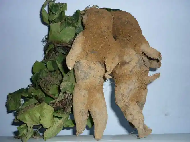 千年何首乌的药用价值