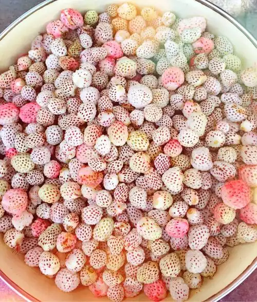 家乡的瓢子熟啦!