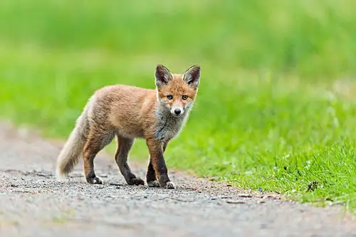 幼小图片_全景网