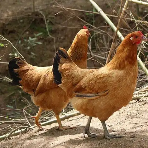 贫困户龚仁富家土鸡35只