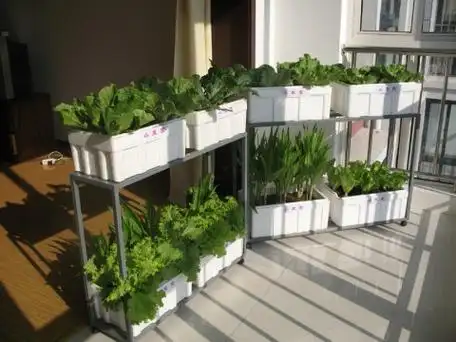 阳台种菜种花全攻略