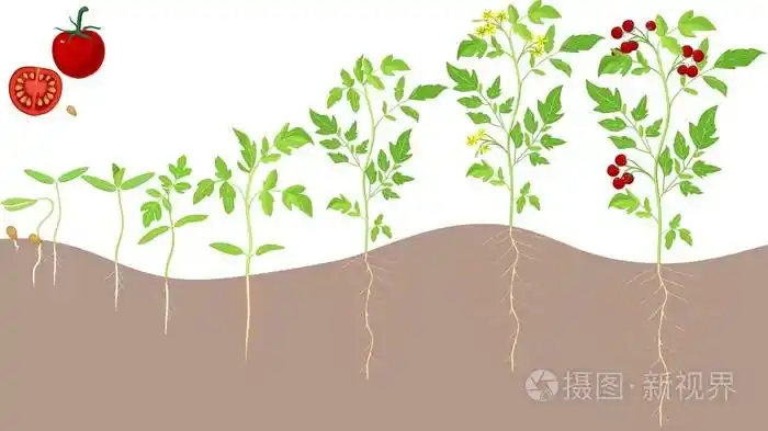 樱桃番茄生长阶段