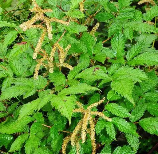 中药小故事—升麻 - 好大夫在线