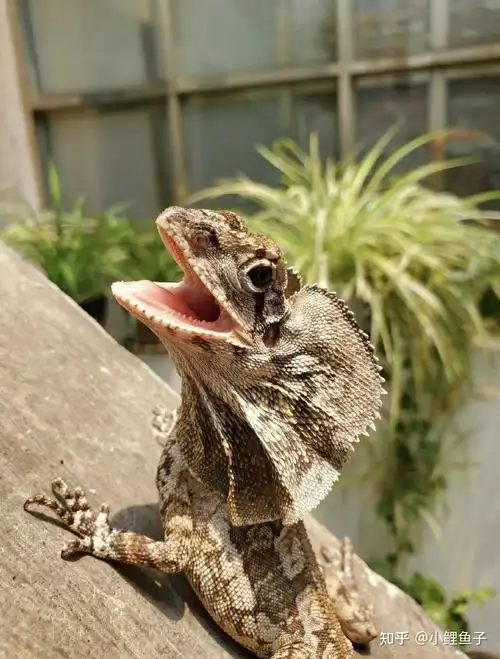 伞蜥伞蜥的饲养教程全