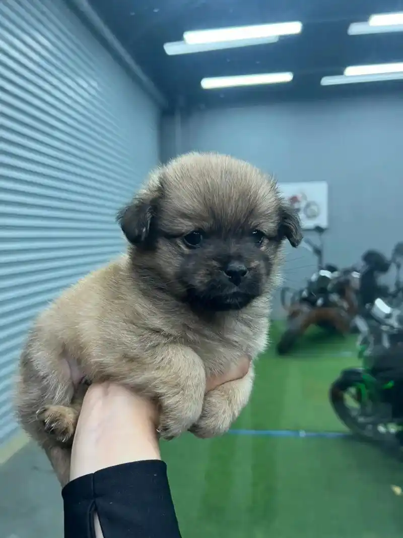 土狗小时候是最可爱的,肥肥胖胖的小土狗. 这种时候的狗狗可调皮了,特