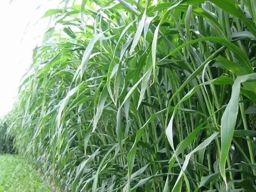 饲用大力士甜高粱助您脱贫攻坚甜高粱牧草种子特性