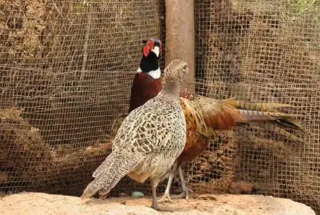 他的野鸡养殖占地200余亩年产值高达百万