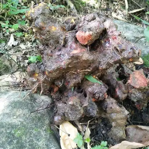 新鲜九牛牛力500g中草药材菝葜现挖力川太土其他药食同源食品