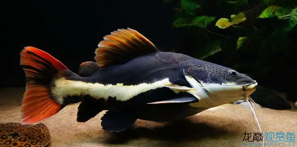 这应该是缸养最大的招财猫鱼了吧