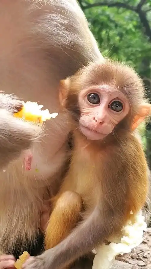 可爱呆萌的小猴子