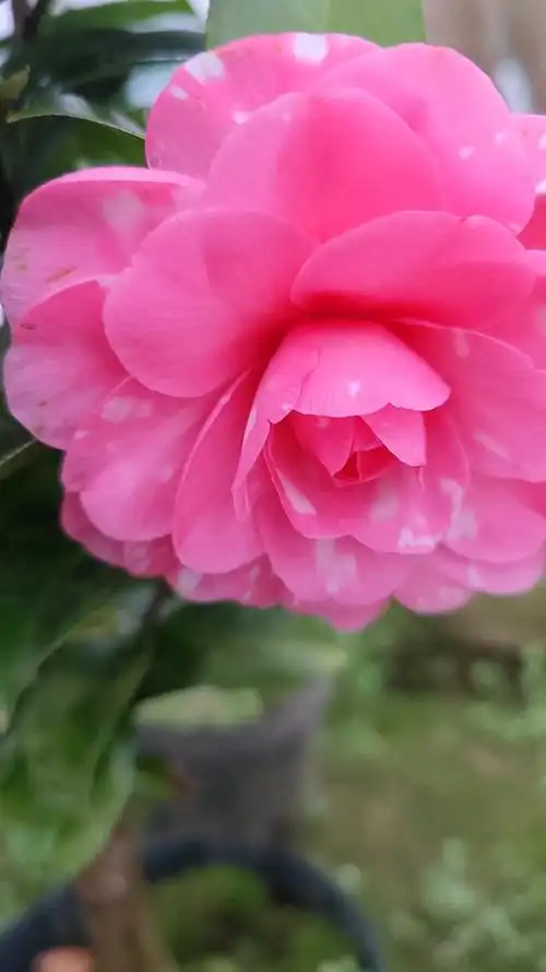 花伊丽莎白织女茶花