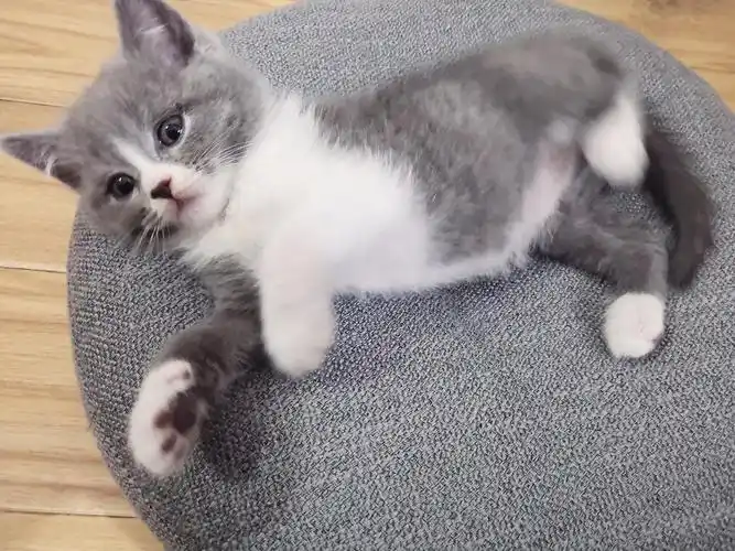 两个月大的小奶猫