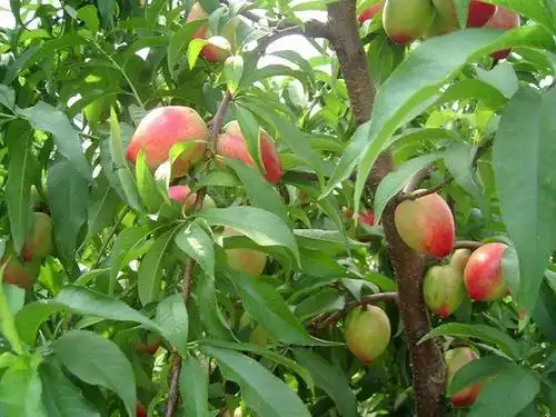 油桃树种植掌握好全年在关键期浇水促进发芽开花坐果率