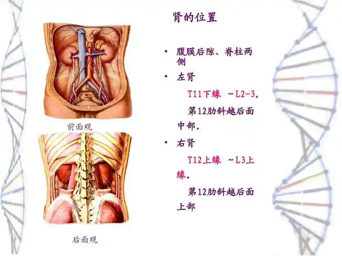 无忧文档 所有分类 医药卫生 基础医学 泌尿生殖系统解剖ppt 肾的位置