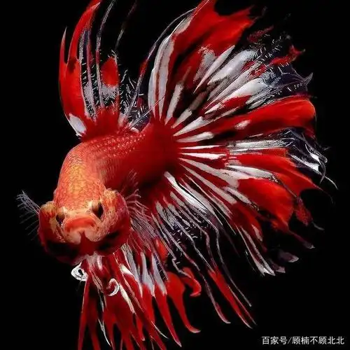 斗鱼是小型热带鱼,拥有像花瓣般的尾巴,绚丽多彩,展开的时候太好看了.