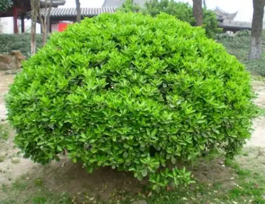 灌木有哪些21种常见灌木介绍