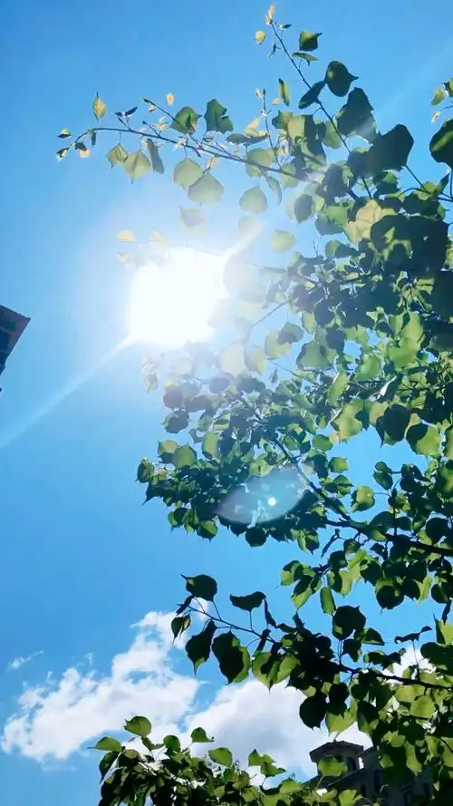 清晨的阳光耀的刺眼,你的笑容甜的入骨