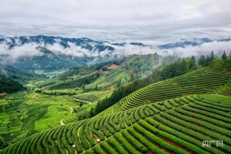 福建武夷山星村镇茶园抽新绿迎接制茶季