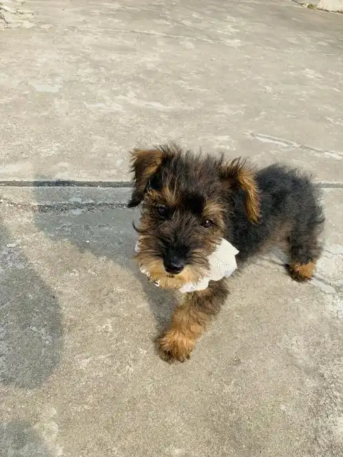 一直泰迪雪纳瑞混血儿的成长过程