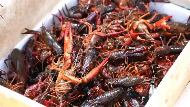 走进淮安金湖龙虾养殖基地探寻美味的秘密