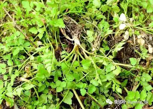 这种毒芹菜长得虽然和野芹菜很相似,但是仔细一看还是能很快辨别出来