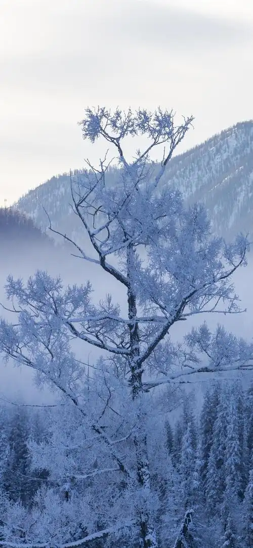 首页 自然与风景 冬天