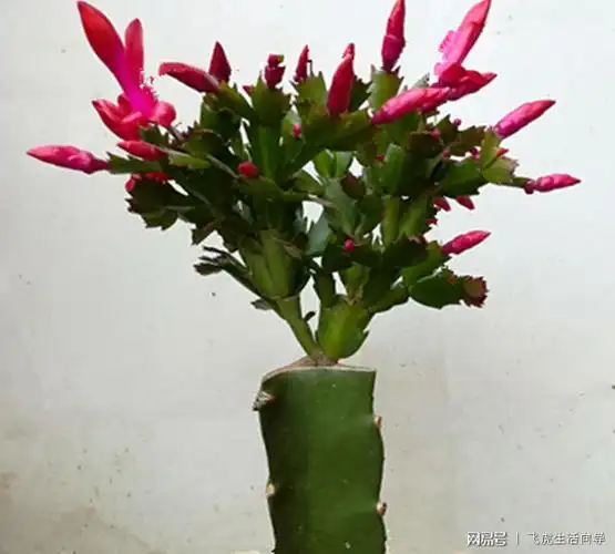 蟹爪兰的花期从11月至翌年4月,鲜艳绚丽的蟹爪兰给人们带来了春天的