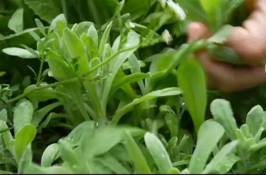 家乡的美食,小时候的回忆——清明菜粑粑#民间传统美食 #特色 - 抖音