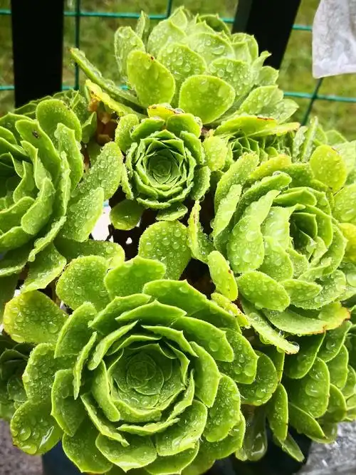 绿羊绒清新脱俗像不食人间烟火的仙子,一尘不染.