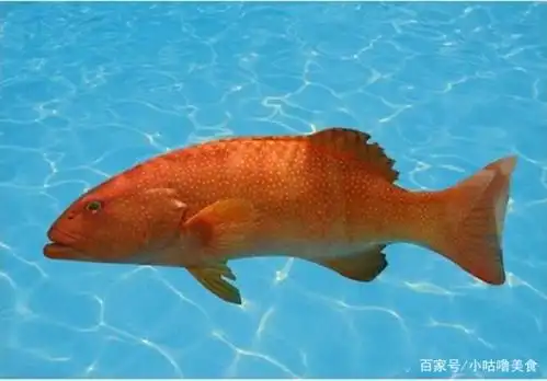 石斑鱼中的名贵品种—东星斑