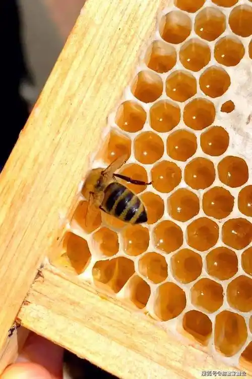 养蜂人犹如逐春者春天到哪我们追随到哪搬迁小蜜蜂