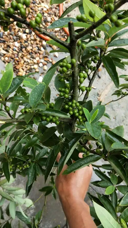 木姜子 鲜*生山货