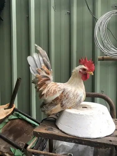 【日本矮鸡】【日本矮脚鸡】(台南市-北区)